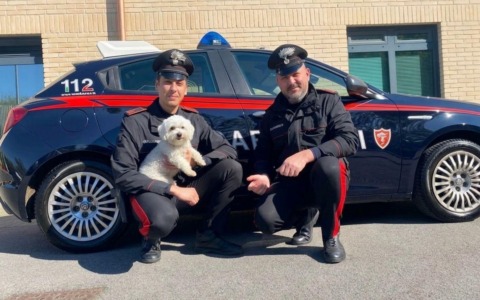 Cagnolina smarrita in strada, salvata dai Carabinieri di Trezzo sull’Adda