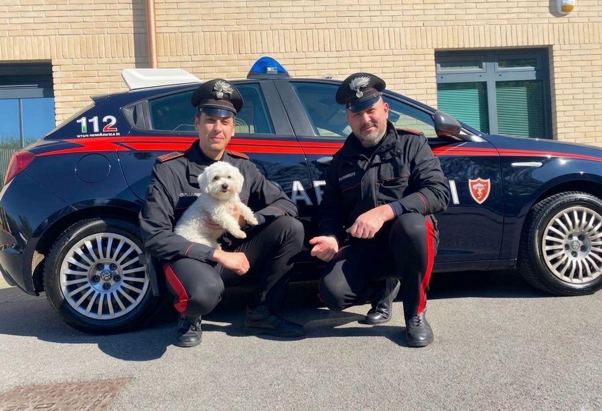 Cagnolina smarrita in strada, salvata dai Carabinieri di Trezzo sull’Adda