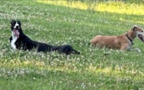 Quarto incontro dei levrieri rescue con l’associazione Happy Dog