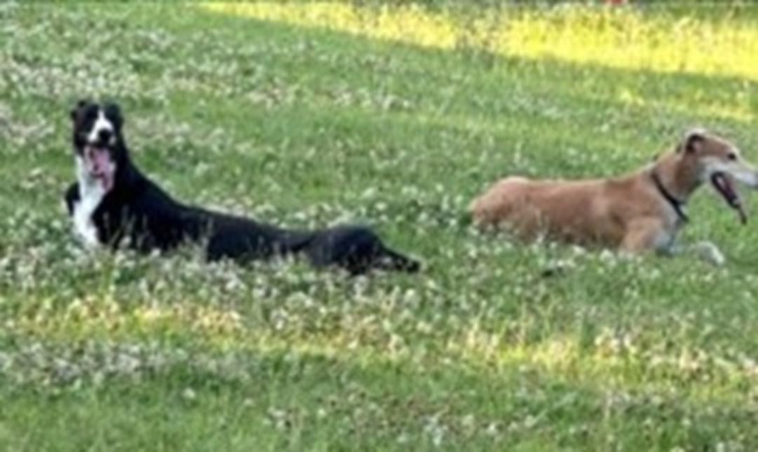 Quarto incontro dei levrieri rescue con l’associazione Happy Dog