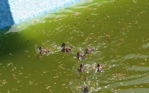 Una mamma anatra e i suoi anatroccoli salvati da una piscina a Basiano