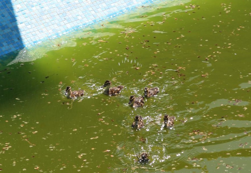 Una mamma anatra e i suoi anatroccoli salvati da una piscina a Basiano