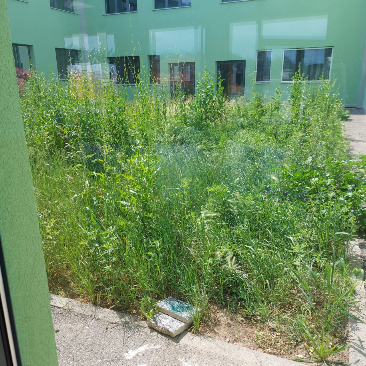 Cortile scolastico invaso da erba alta: genitori in allerta per la presenza di topi