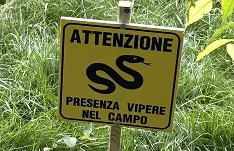 Crespi: allerta per presenza di vipere nel campo