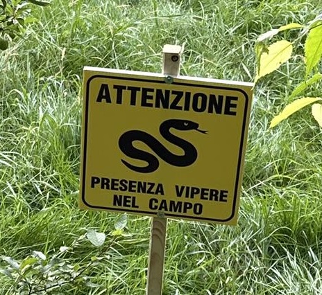 Crespi: allerta per presenza di vipere nel campo