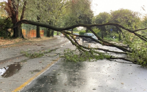 Intenso temporale nell’Adda Martesana: un albero ostacola il traffico