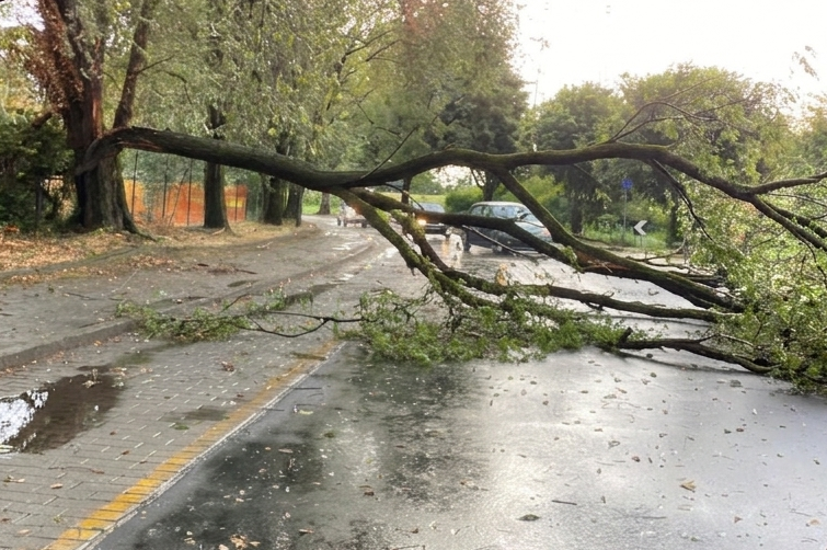 Intenso temporale nell’Adda Martesana: un albero ostacola il traffico